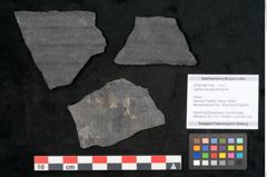 Foto (Objekt + Etikett) von Sigillaria elongata Brongniart (NHMW-GEO-2024-0188-11057)